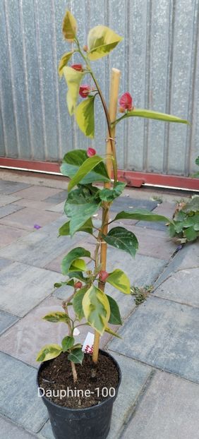  - Disponibil bougainvillea