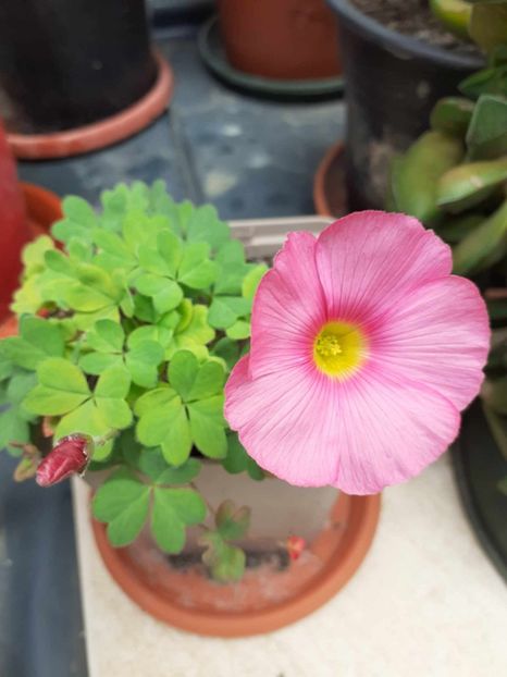  - 0 OXALIS