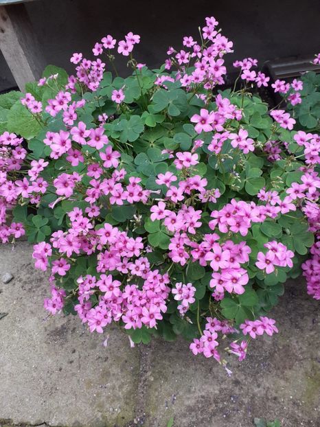  - 0 OXALIS