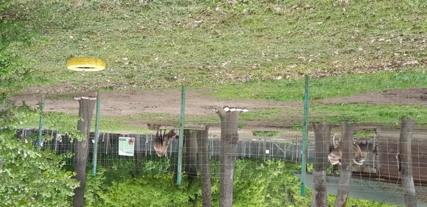  - 2024 PNRAS EXC Sibiu- Astra si Zoo