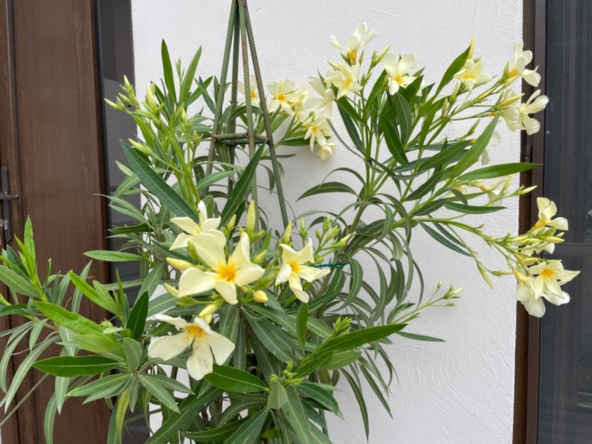  - 0006 - Leandri 2023-2024-2025