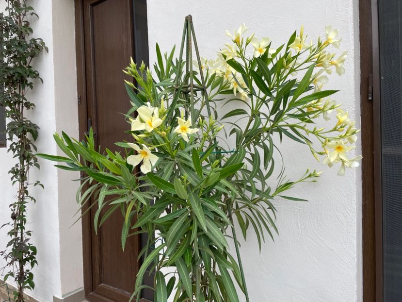  - 0006 - Leandri 2023-2024-2025