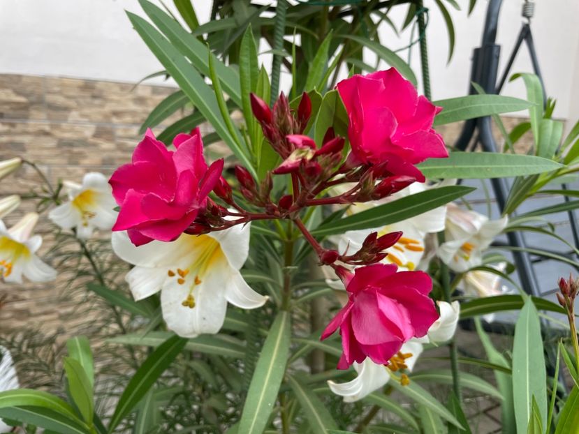  - 0006 - Leandri 2023-2024-2025