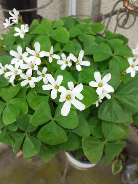  - 0 OXALIS