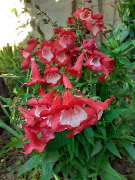  - 0 Penstemon Harlequin Magenta!