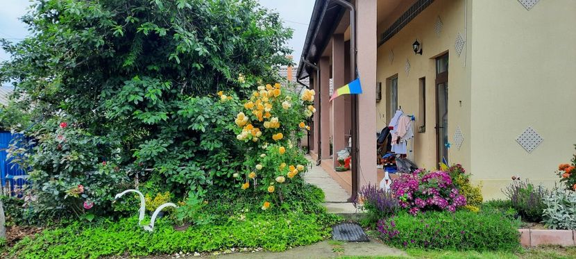  - Trandafiri în gradina Magura Teleorman