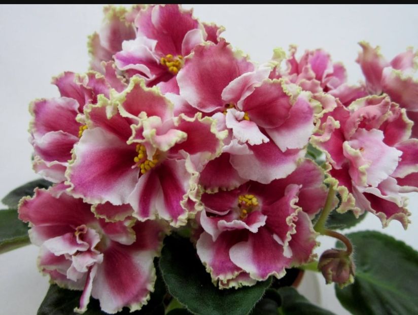 Poza net - Ko Orlovchanka