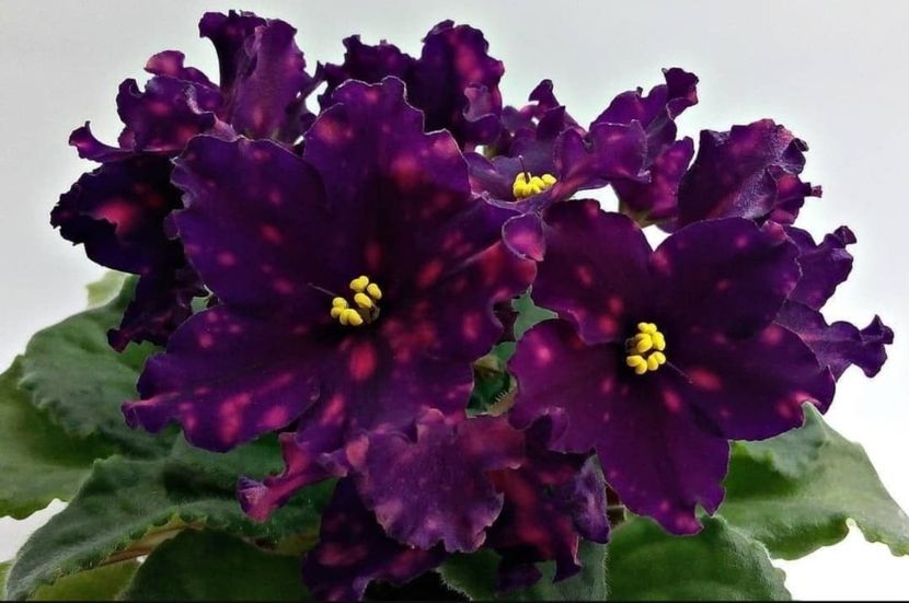 Poza net - Rs Metagalactika