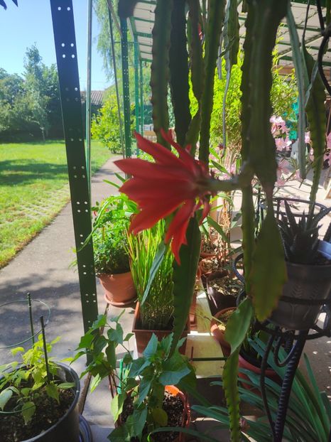 Epiphyllum hybr. - Gradina si terasa PrimaLuce__11-Hello 2024