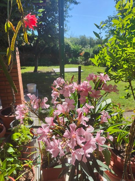  - Gradina si terasa PrimaLuce__11-Hello 2024
