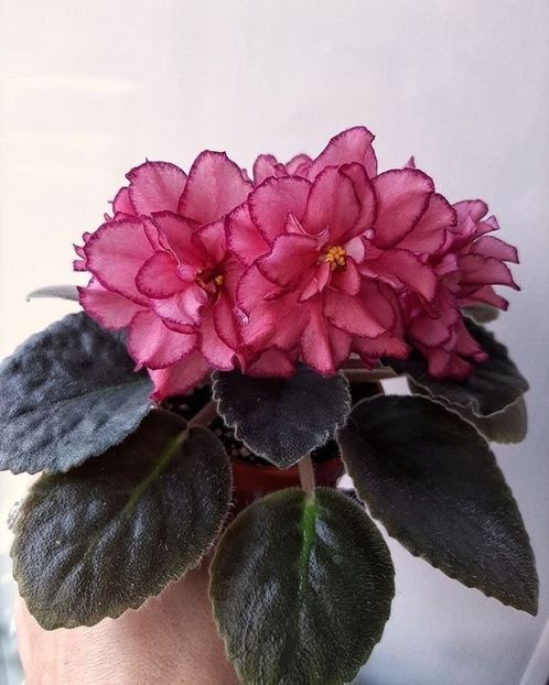 Poza net - Av Roskosh