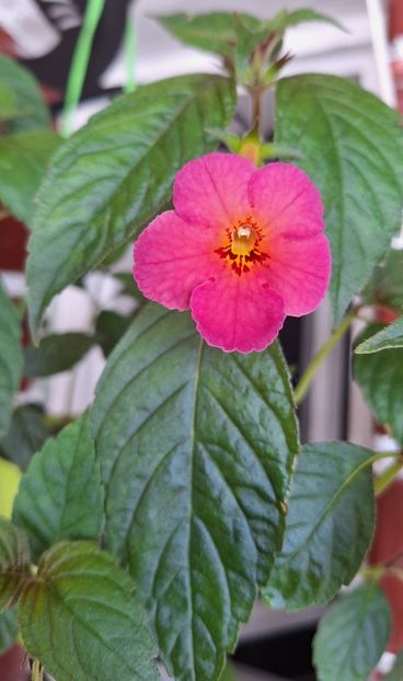 3.Ice Tea - 15 Achimenes 2024