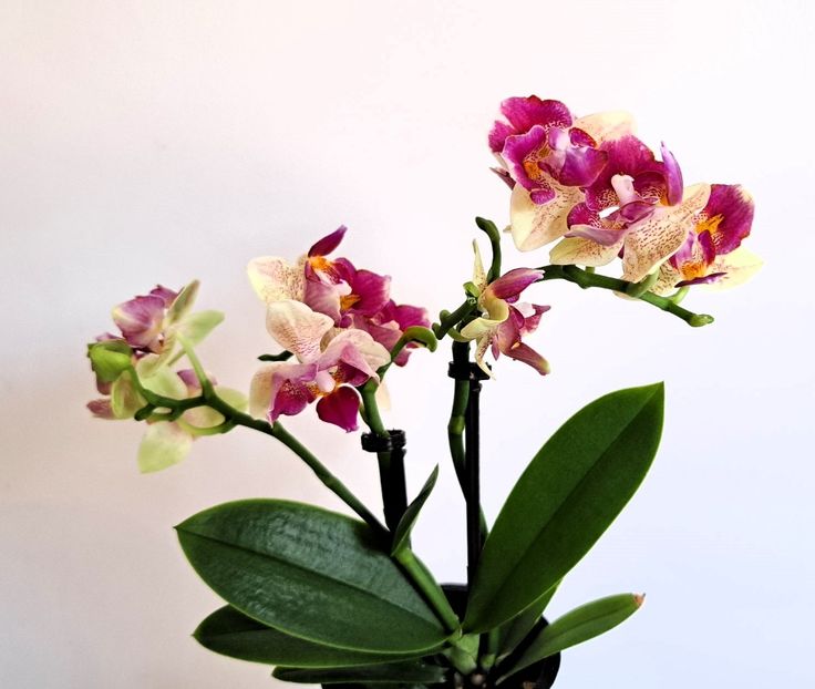  - Mini phalaenopsis