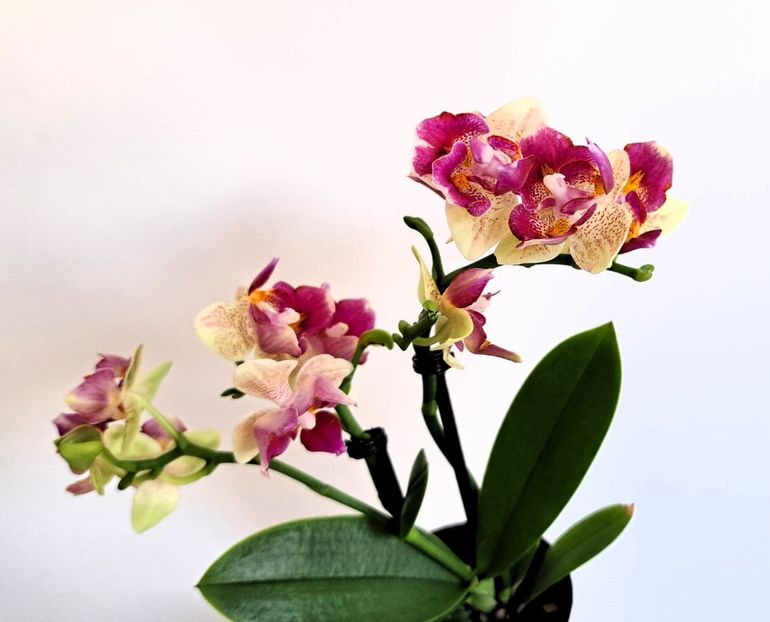  - Mini phalaenopsis