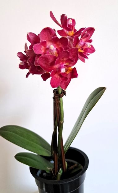  - Mini phalaenopsis