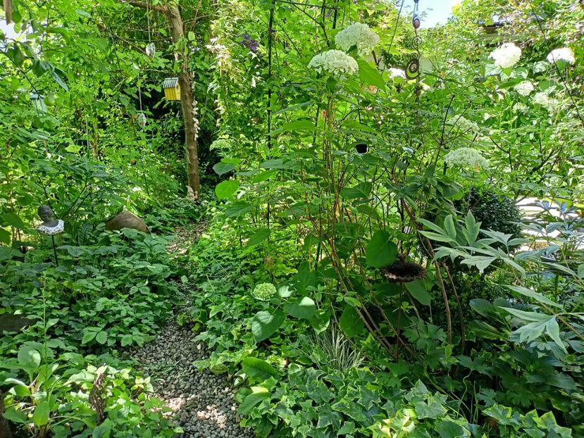  - Grădina 2024 continuare 3