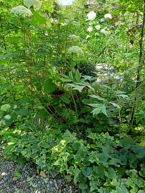  - Grădina 2024 continuare 3