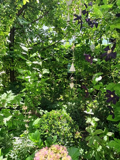  - Grădina 2024 continuare 3