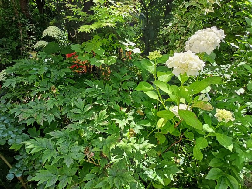  - Grădina 2024 continuare 3