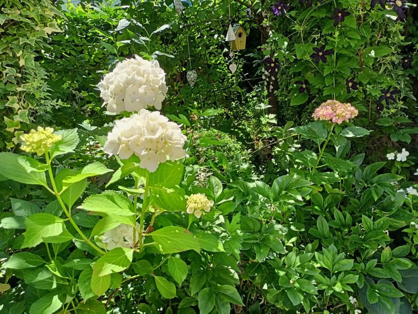  - Grădina 2024 continuare 3