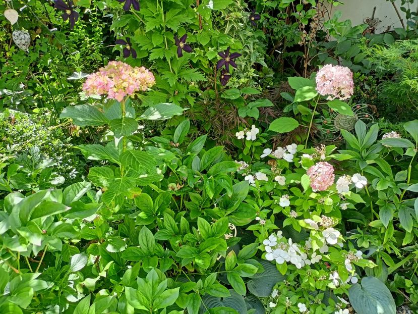  - Grădina 2024 continuare 3