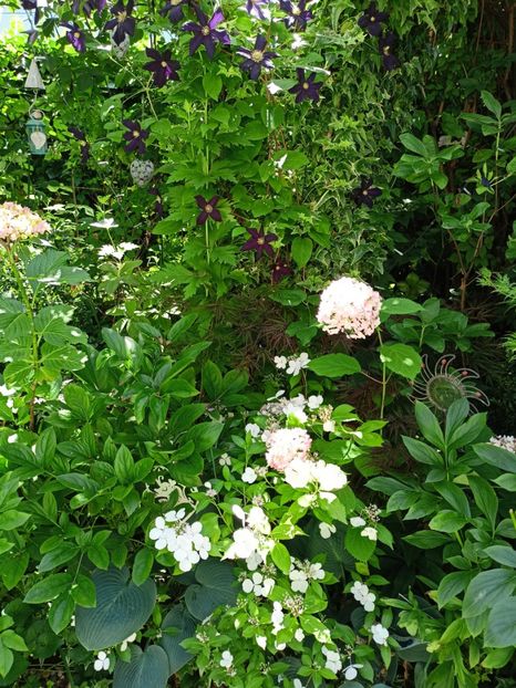  - Grădina 2024 continuare 3