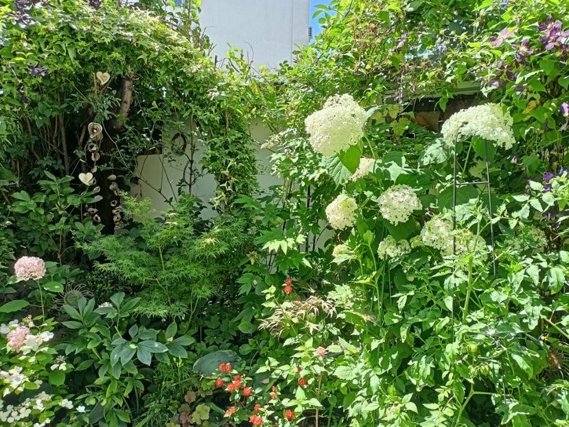  - Grădina 2024 continuare 3