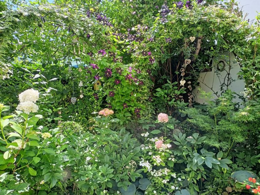  - Grădina 2024 continuare 3