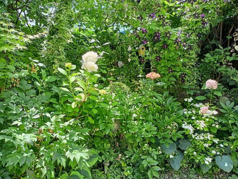  - Grădina 2024 continuare 3