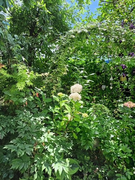  - Grădina 2024 continuare 3