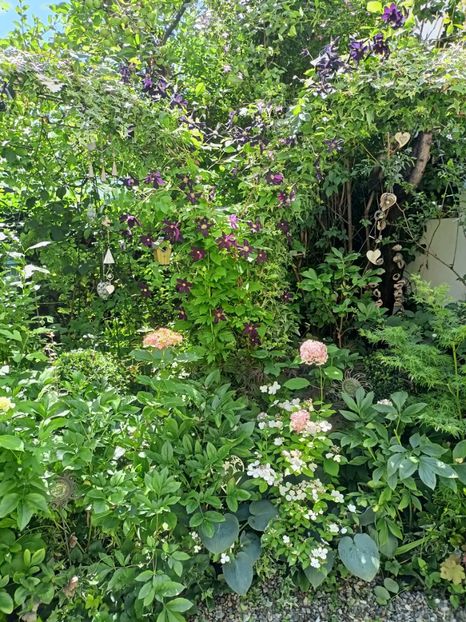  - Grădina 2024 continuare 3