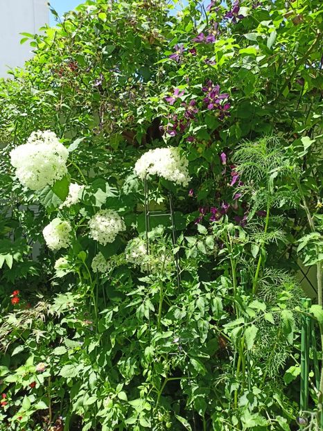 Incrediball - Grădina 2024 continuare 3