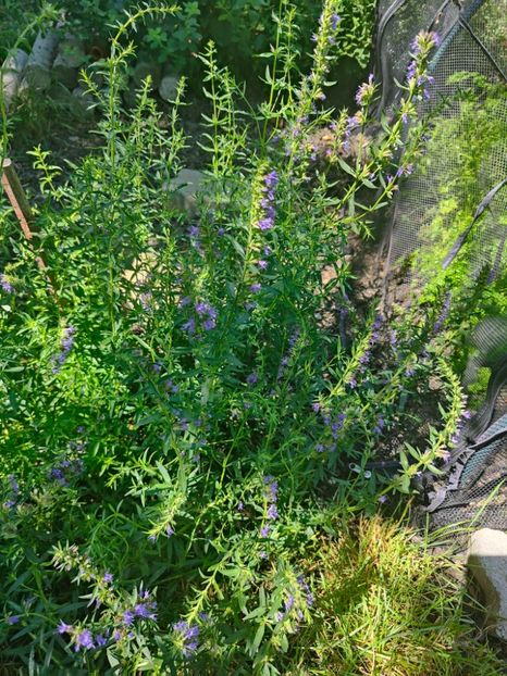 Hissopus officinalis(Isop) - Gradina si terasa PrimaLuce__11-Hello 2024
