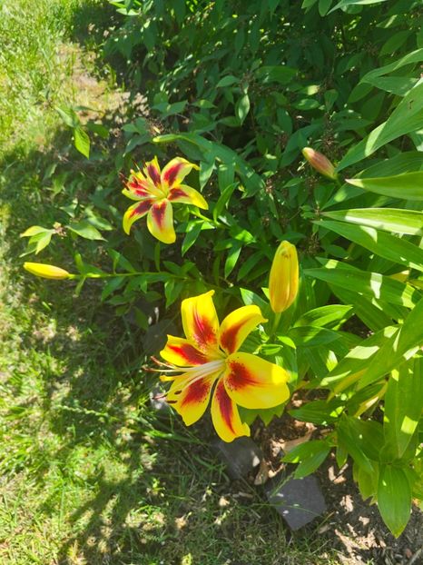 Lilium asiaticum "Viva la vida" - Gradina si terasa PrimaLuce__11-Hello 2024
