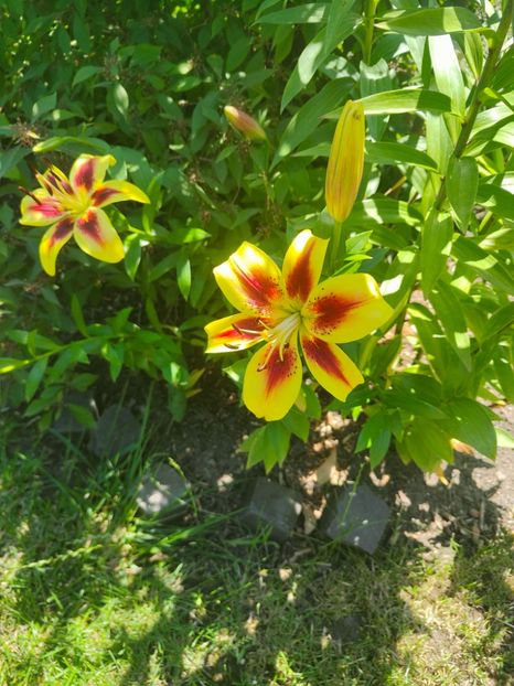  - Gradina si terasa PrimaLuce__11-Hello 2024
