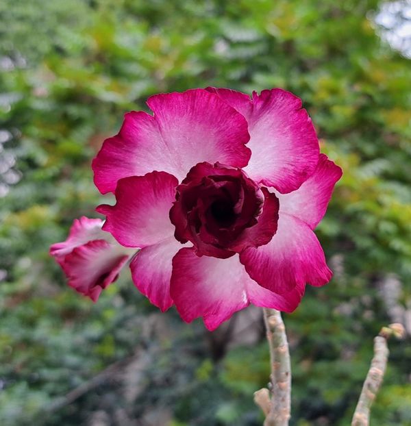  - Adenium