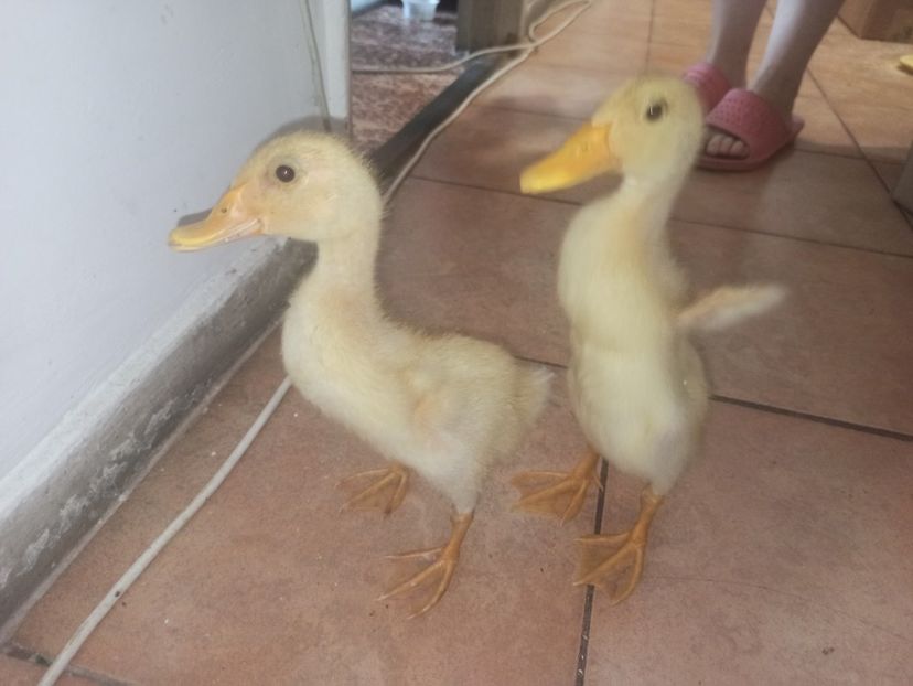  - Vietuitoare si natura