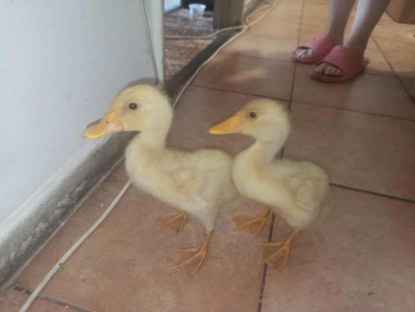  - Vietuitoare si natura