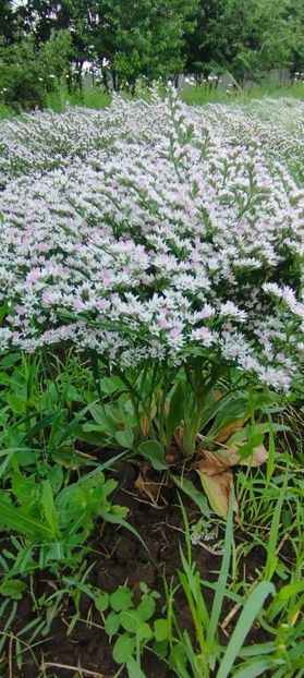  - Statică Tatar 2024