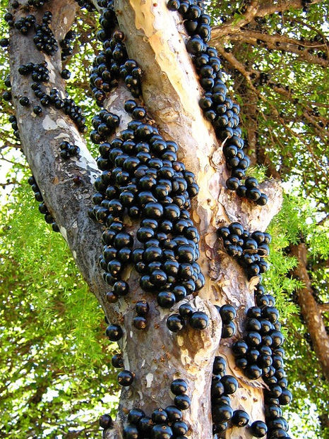 Poza preluata de pe net - Jaboticaba roşu
