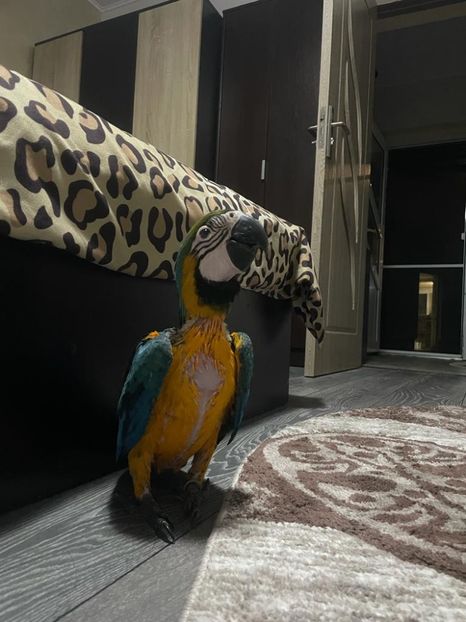 9dc1ba45-7b33-49c5-91ba-f1984a3e2c5b - Zeus