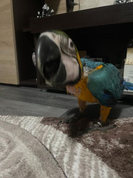 a418394d-ae24-4917-9744-4c7acdec8abd - Zeus