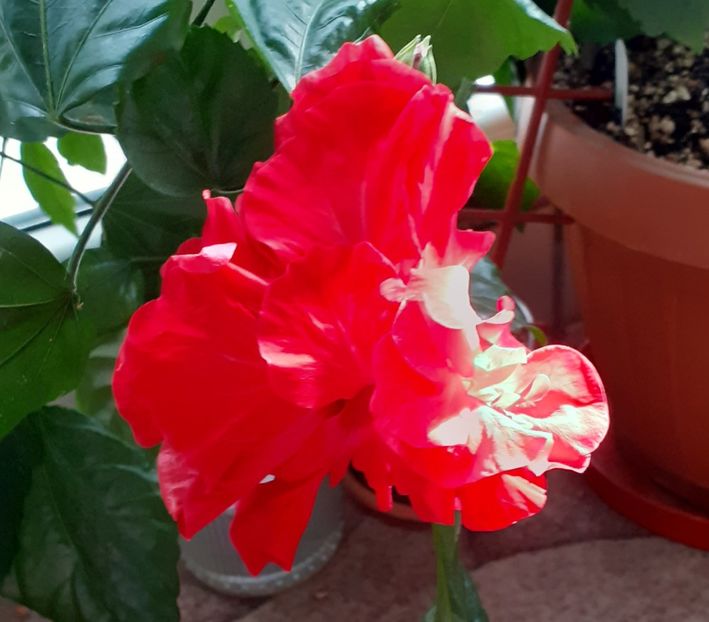  - Hibiscus