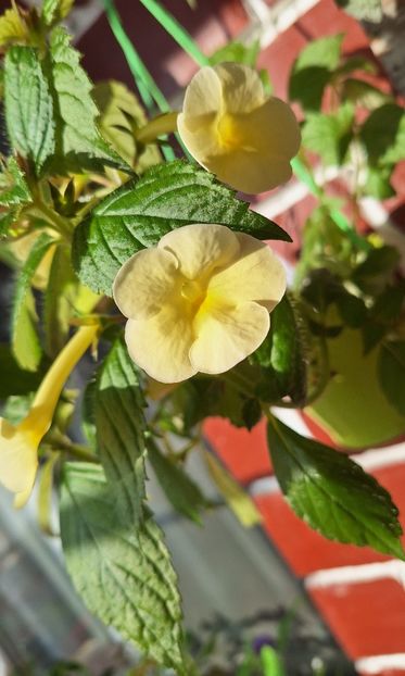 6. Himalayan Sunrise - 15 Achimenes 2024