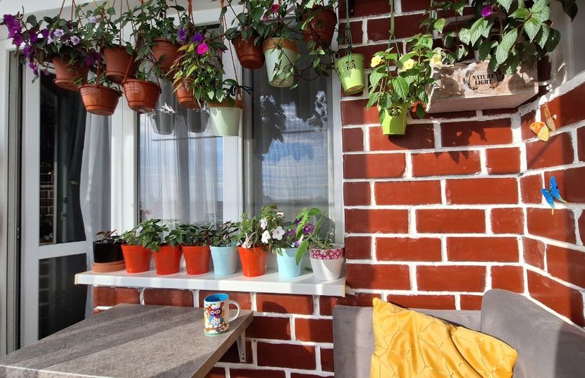 ❤️ - 15 Achimenes 2024