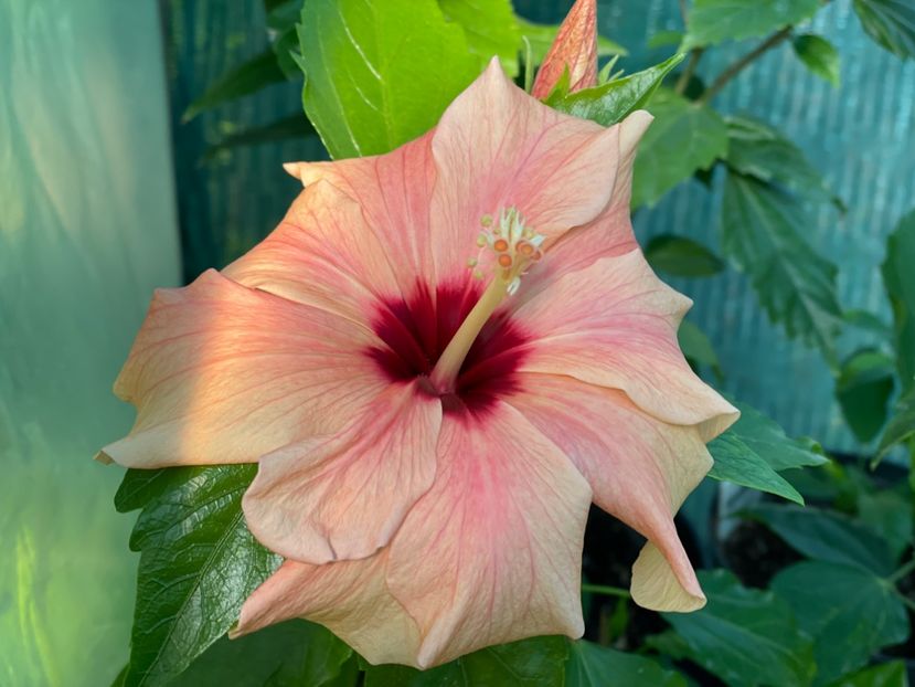  - Clasici - Apricot Dublu și Alb Dublu