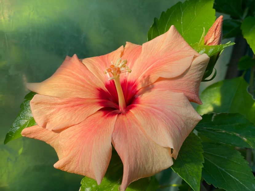  - Clasici - Apricot Dublu și Alb Dublu