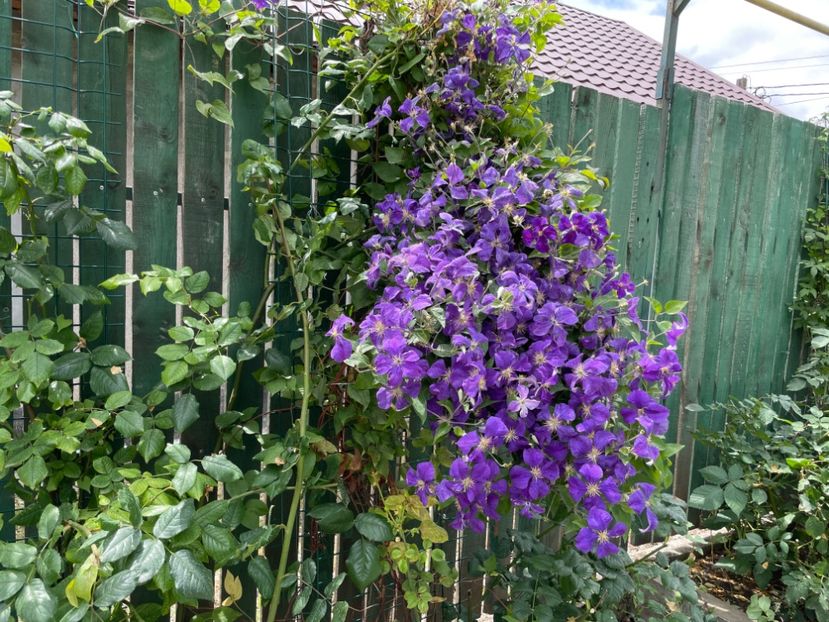  - 002 Grădina 2024 2