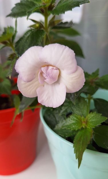 10. RFs Ice Mist - 15 Achimenes 2024