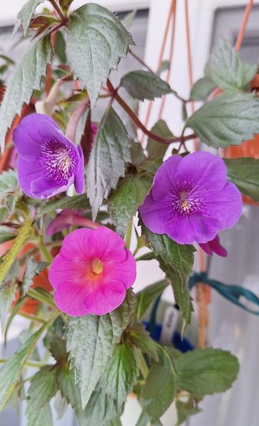 11. Serge Revelation & BriDs Maria - 15 Achimenes 2024